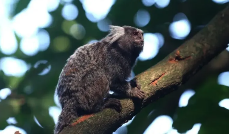 Morre em Pernambuco mulher que contraiu raiva humana após mordida de sagui